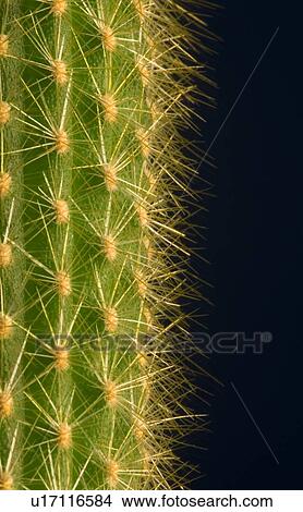 Cactus View Large Photo Image Picture - Cactus. Fotosearch