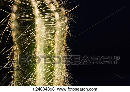 Stock Photo - Cactus. Fotosearch