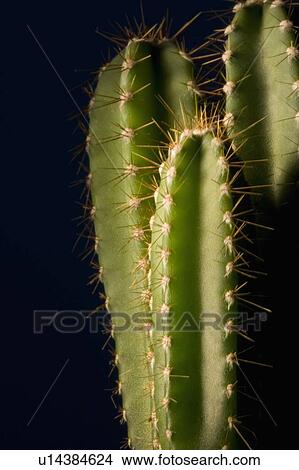Picture - Cactuses. Fotosearch