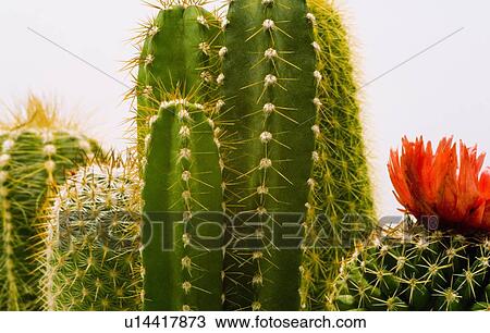 Stock Image - Cactuses. Fotosearch