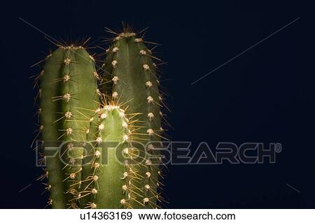 Stock Photo - Cactuses. Fotosearch