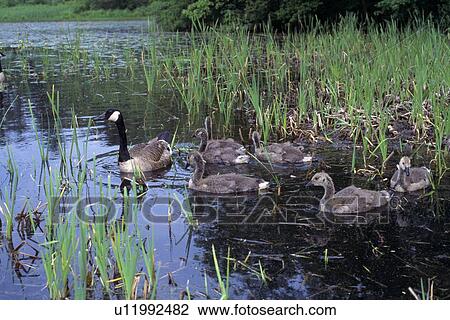 Canada Goose & Goslings View Large Photo Image Stock Image - Canada Goose & Goslings. Fotosearch