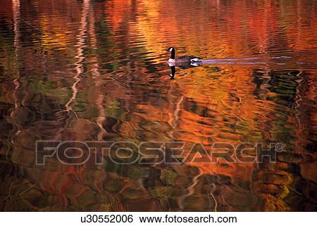 Stock Photograph - Canada goose in water. Fotosearch