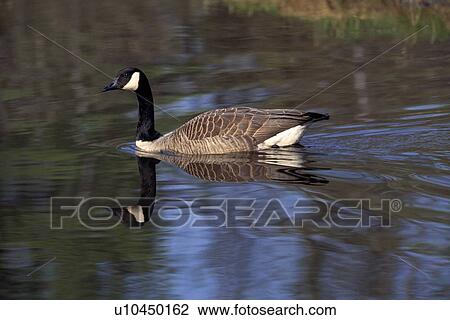 Stock Image - Canada goose in water with reflection. Fotosearch