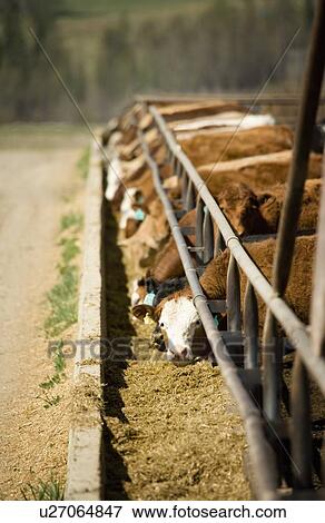 Stock Photo - Cattle at feeding trough. Fotosearch