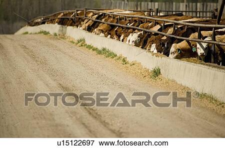 Stock Photo - Cattle eating in trough. Fotosearch