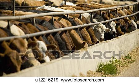 Cattle feeding from trough View Large Photo Image Stock Photo - Cattle feeding from trough. Fotosearch