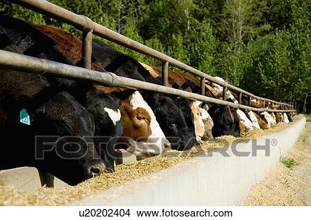 Cattle feeding View Large Photo Image Picture - Cattle feeding. Fotosearch