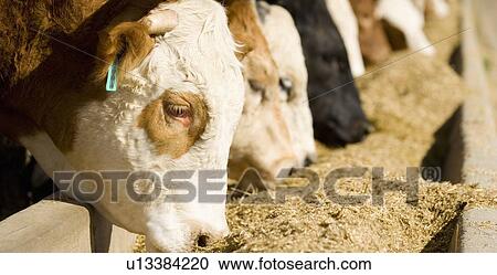 Cattle Feeding View Large Photo Image Stock Image - Cattle Feeding. Fotosearch