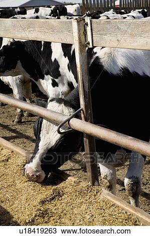Stock Image - Cattle feeding. Fotosearch
