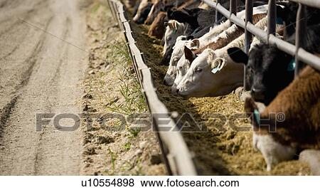 Cattle feeding View Large Photo Image Stock Photo - Cattle feeding. Fotosearch