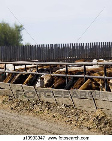 Stock Photo - Cattle feeding. Fotosearch