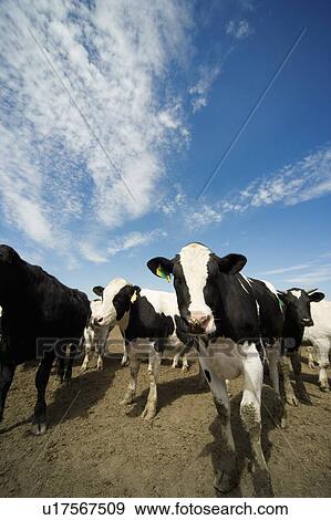 Cattle Herd View Large Photo Image Stock Photo - Cattle Herd. Fotosearch