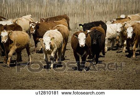 Cattle in corral View Large Photo Image Stock Image - Cattle in corral. Fotosearch