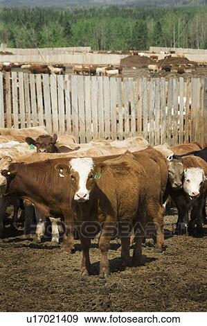 Cattle in Corral View Large Photo Image Stock Photo - Cattle in Corral. Fotosearch