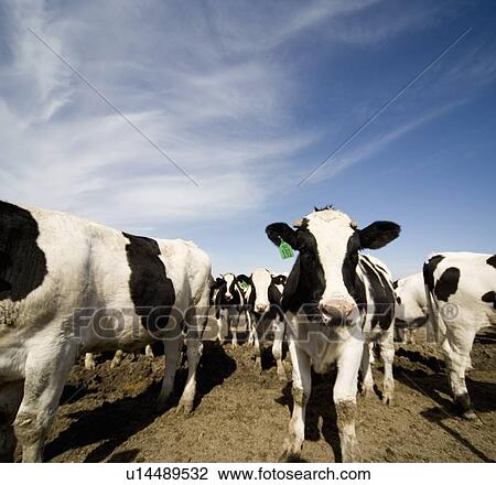 Cattle View Large Photo Image Stock Image - Cattle. Fotosearch