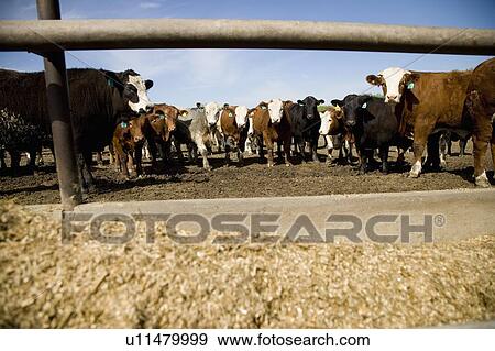 Stock Photo - Cattle. Fotosearch