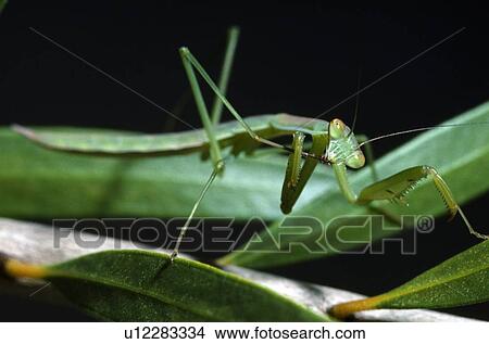 Picture - Chinese praying mantis. Fotosearch