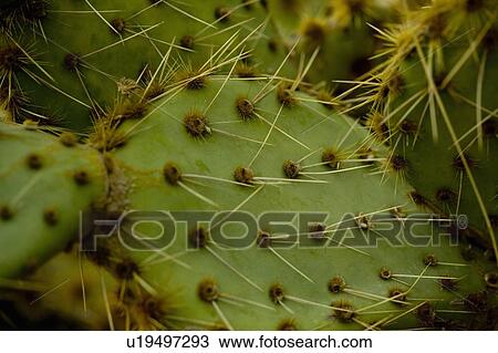 Close-up Cactus View Large Photo Image Stock Image - Close-up Cactus. Fotosearch