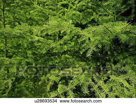 Picture - Close up of pine branches. Fotosearch