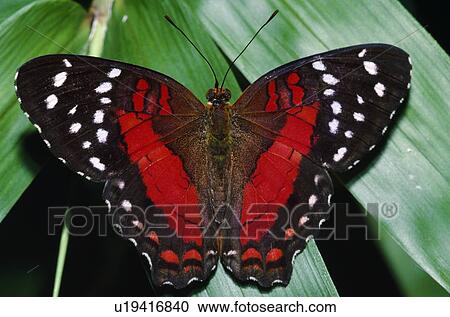 Coolie Butterfly View Large Photo Image Stock Image - Coolie Butterfly. Fotosearch