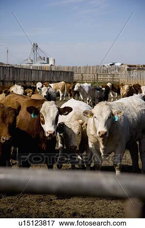 Stock Photo - Corralled cattle. Fotosearch