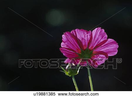 Cosmos View Large Photo Image Stock Photography - Cosmos. Fotosearch