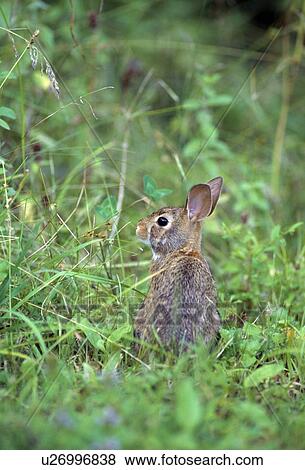 Cottontail rabbit View Large Photo Image Stock Photo - Cottontail rabbit. Fotosearch
