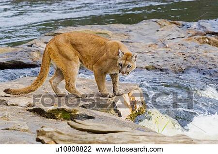 Stock Image - Cougar at River. Fotosearch
