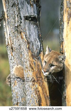 Cougar climbing a tree View Large Photo Image Stock Photo - Cougar climbing a tree. Fotosearch