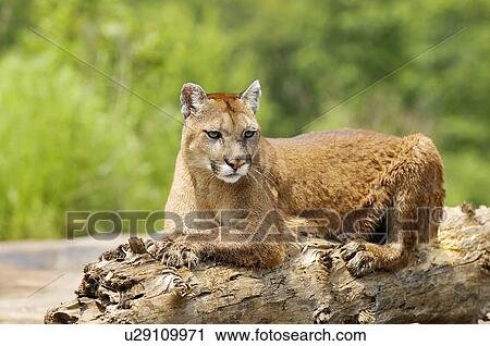 Cougar lying on log View Large Photo Image Stock Image - Cougar lying on log. Fotosearch