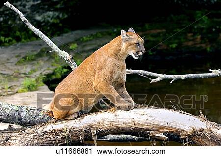 Stock Image - Cougar scratching log. Fotosearch