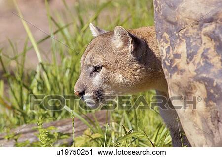Stock Image - Cougar. Fotosearch