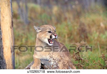 Cougar View Large Photo Image Stock Photo - Cougar. Fotosearch