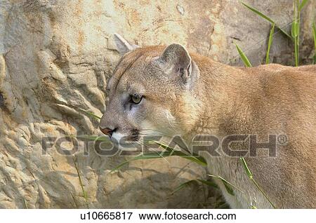 Stock Photo - Cougar. Fotosearch