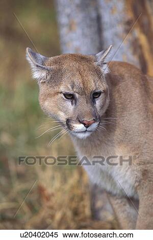 Stock Photography - Cougar. Fotosearch