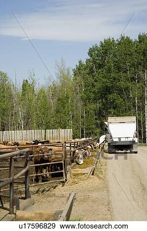 Stock Photo - Cows eating grain. Fotosearch
