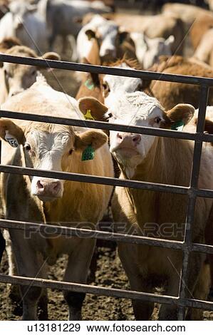 Cows in Corral View Large Photo Image Stock Photo - Cows in Corral. Fotosearch