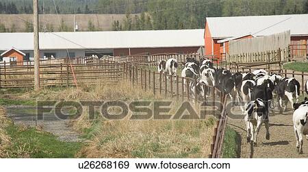 Stock Photo - Cows Running in Corral. Fotosearch