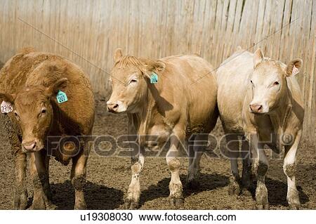Cows View Large Photo Image Stock Image - Cows. Fotosearch
