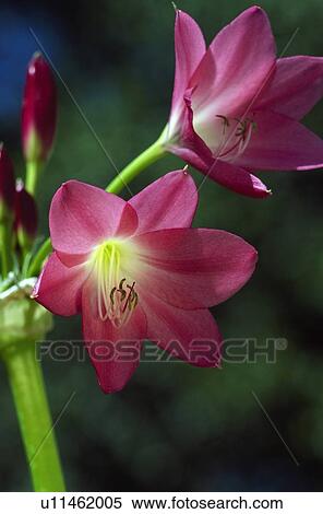Crinum lilies View Large Photo Image Stock Photography - Crinum lilies. Fotosearch