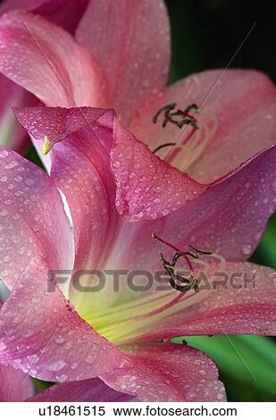 Crinum Lily View Large Photo Image Stock Photography - Crinum Lily. Fotosearch
