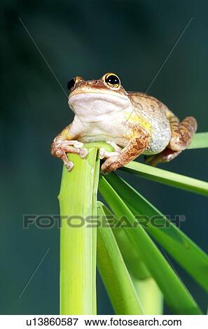 Stock Photo - Cuban tree frog. Fotosearch