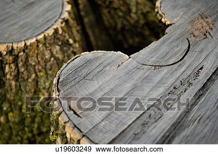 Cut Tree stumps View Large Photo Image Stock Photo - Cut Tree stumps. Fotosearch