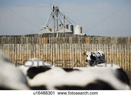Dairy cows View Large Photo Image Stock Image - Dairy cows. Fotosearch