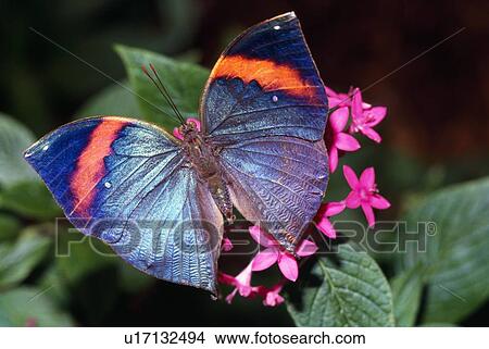 Dead Leaf Butterfly View Large Photo Image Picture - Dead Leaf Butterfly. Fotosearch