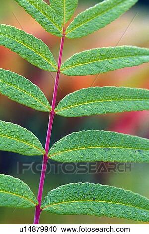 Stock Image - Detail of fern leaves. Fotosearch