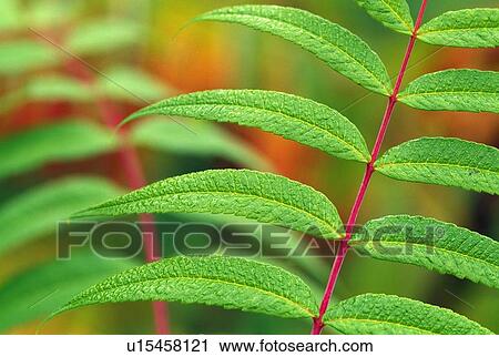 Stock Image - Detail of fern leaves. Fotosearch