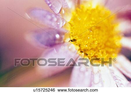 Stock Photograph - Detail of flower blossom with dew drops. Fotosearch