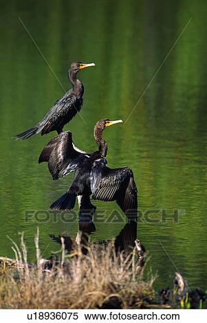 Double-Crested Cormorant View Large Photo Image Stock Photography - Double-Crested Cormorant. Fotosearch